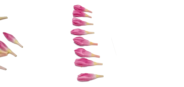 Ganneru / Oleander  flowers